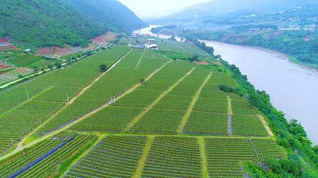 云南保山 農業產業基地綜合效應顯現 圖