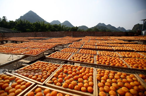 高清 甜過初戀 的恭城柿餅成長(zhǎng)記