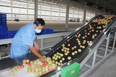 鳳臺(tái)智慧農(nóng)業(yè): 忙生產(chǎn) 促發(fā)展