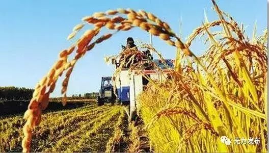 無(wú)為的農(nóng)村生機(jī)勃勃 你想來(lái)看看嗎