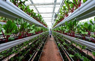 四川(瀘州)第二屆江之陽(yáng)蔬菜品賞會(huì)即將開(kāi)幕