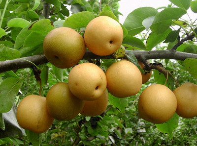 梨樹(shù)苗廠家直銷梨樹(shù)苗基地供應(yīng)梨樹(shù)苗批售梨樹(shù)苗培養(yǎng)基地圖片|梨樹(shù)苗廠家直銷梨樹(shù)苗基地供應(yīng)梨樹(shù)苗批售梨樹(shù)苗培養(yǎng)基地產(chǎn)品圖片由平頂山國(guó)營(yíng)生態(tài)農(nóng)業(yè)科技開(kāi)發(fā)公司生產(chǎn)提供-