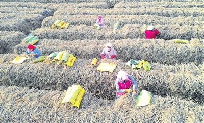 永靖 黃芪香飄助增收