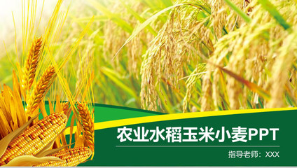 農業水稻玉米小麥農產品推廣