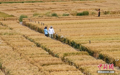 芒種至 北京農(nóng)業(yè)試驗(yàn)田作物長(zhǎng)勢(shì)喜人