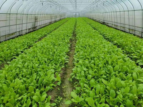 農(nóng)業(yè)主體,四川10地氣溫超40 高溫天氣農(nóng)業(yè)生產(chǎn)管理意見(jiàn),請(qǐng)一定收好