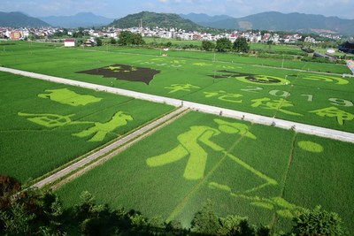 稻田畫 新風(fēng)景