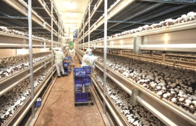 眾興菌業(yè):凈利潤(rùn)虧損1800-2100萬(wàn)元 由盈轉(zhuǎn)虧