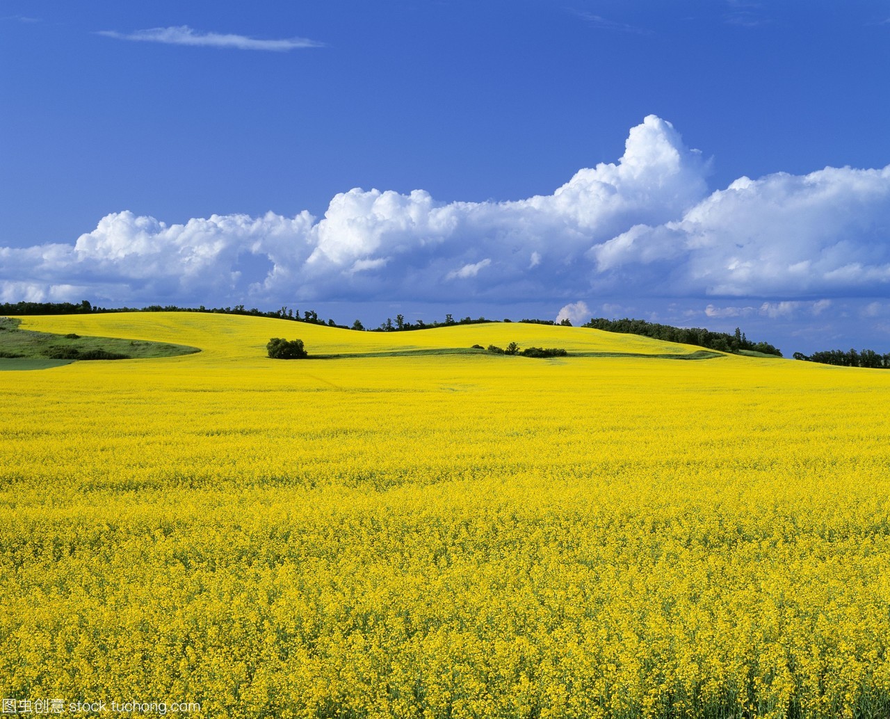 農(nóng)業(yè)&mdash;&mdash;在加拿大馬尼托巴省的曼尼托巴manitoba附近的菜地。
