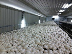 全年供應雙孢菇、白蘑菇_雙孢菇_鮮品_產品庫_中國食用菌商務網