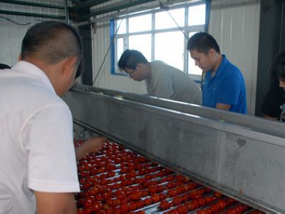 134團開足馬力加工番茄 - 國內新聞 - 新聞資訊 - 農村信息網-農業信息-農民工招聘-農產品價格行情-養殖技術