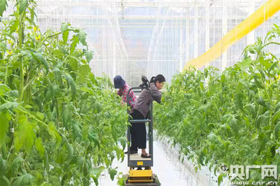 魚菜共生、數(shù)字魚 浙江德清讓農業(yè)更智慧