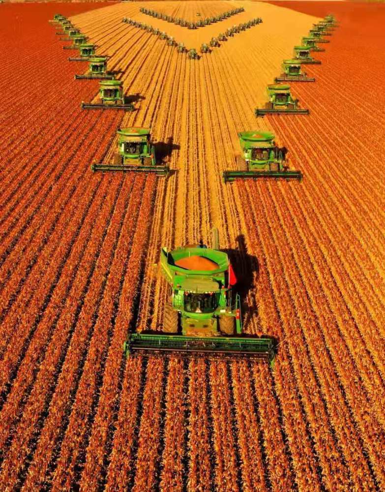 嫩江農場高粱豐收:震撼--北大荒農業(yè)展現(xiàn)壯美秋收畫卷