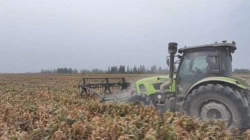 谷子在麥蓋提鹽堿地 逆襲 復(fù)播試驗(yàn)首獲成功 開(kāi)啟農(nóng)業(yè)新篇章