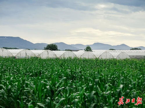 38家 武漢新增一批省級(jí)休閑農(nóng)業(yè)重點(diǎn)園區(qū)鳳凰網(wǎng)湖北 鳳凰網(wǎng)