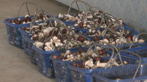 食用菌遠(yuǎn)銷(xiāo)拓富路,東豐縣棚膜經(jīng)濟(jì)發(fā)展一瞥