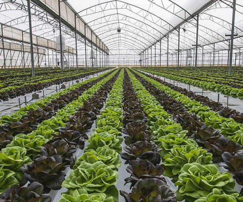 茂名生利塑料制品公司 圖 大棚專(zhuān)用薄膜公司 福建專(zhuān)用薄膜