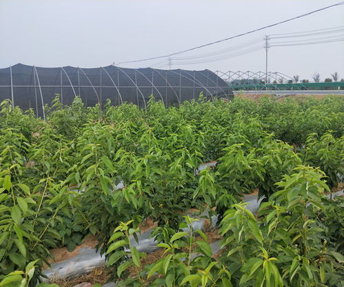 蘭丁2號小苗批發(fā)基地 蘭丁2號小苗 山東山清水秀生態(tài)農(nóng)業(yè)