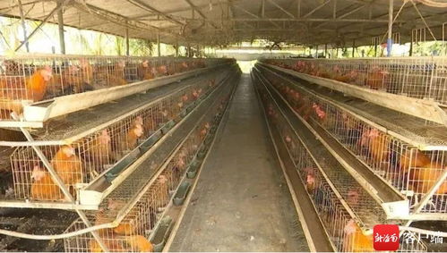 鎮(zhèn)村共建文昌雞屠宰廠 小特產(chǎn) 轉(zhuǎn)向 大產(chǎn)業(yè)