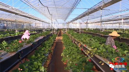 冬天就要吃草莓 紅塔區周邊采摘攻略來咯