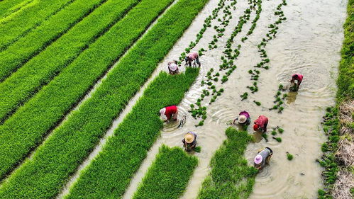 中國農(nóng)業(yè)綠色發(fā)展報告2022 發(fā)布