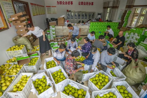 重慶萬州長嶺村委會辦公室變身加工廠，助推農(nóng)產(chǎn)品外銷助力鄉(xiāng)村振興