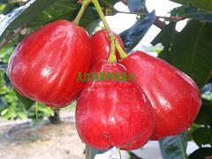 防城港天紅農(nóng)業(yè) 優(yōu)質(zhì)蓮霧果的可靠供應商